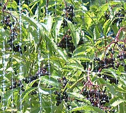 American Elderberry with bird netting