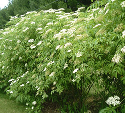 American Elderberry in bloom
