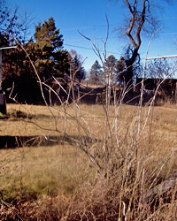 Dormant European Elderberry