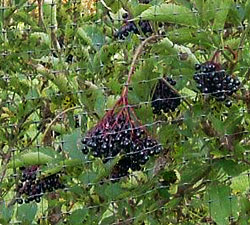 European Elderberry fruit