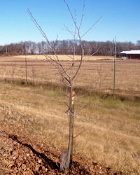 Dormant Illinois Everbearing