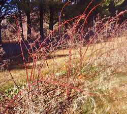 Native blackberry prior to pruning