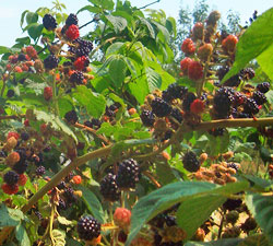 Native blackberry fruit