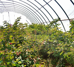 High tunnel in late October
