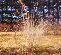 Dormant, unpruned Gogi