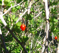 Gogi fruit