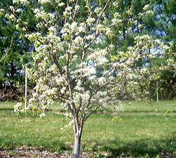 Shinseiki in bloom