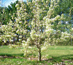 Bud stage