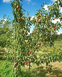 Ubileen with fruit